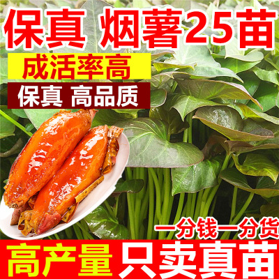 正宗山东烟薯25号蜜薯苗