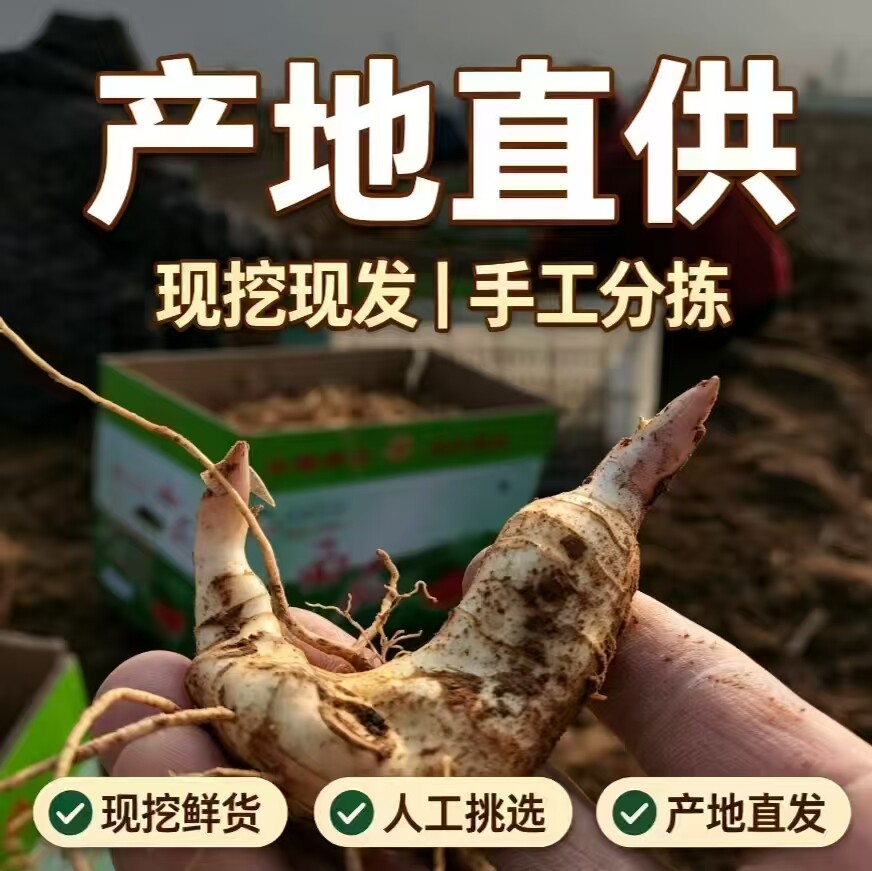 现挖鸡头黄精新鲜老虎姜正宗食用黄精中药材大块黄精九蒸九晒黄精图片