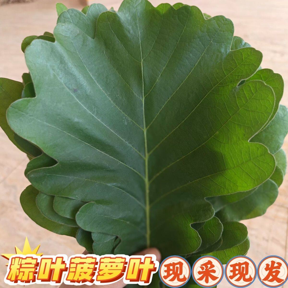粽叶野生新鲜槲叶桲椤叶饼柞树叶包粽子家用纯天然大号菠萝叶粽子