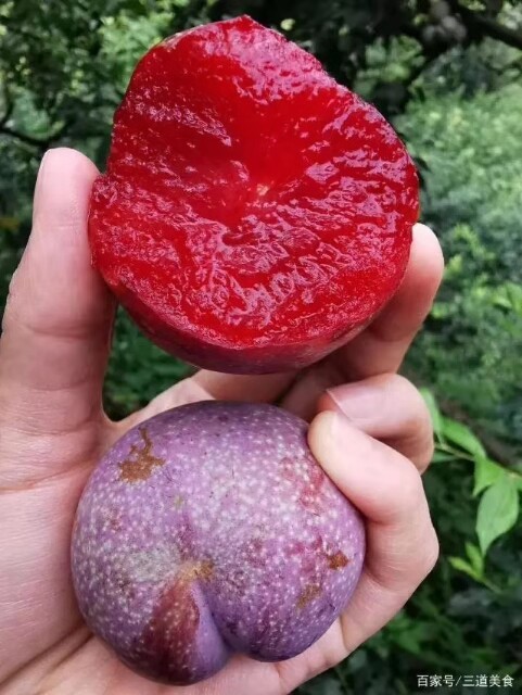 三华李早李南华李银妃三华李黄肉李水果苗