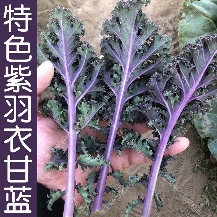 紫色羽衣甘蓝种子 春秋四季播蔬菜籽 阳台盆栽菜园大田食用观赏孑