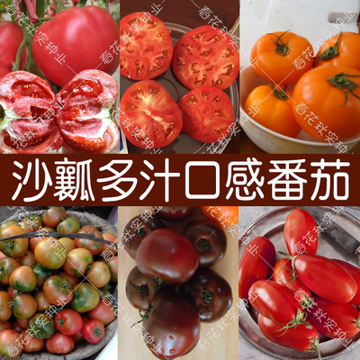 西红柿水果种子阳台盆栽蔬菜籽