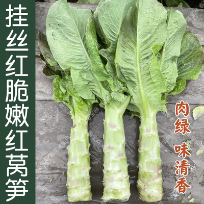 脆嫩清香莴笋蔬菜种子高产耐寒