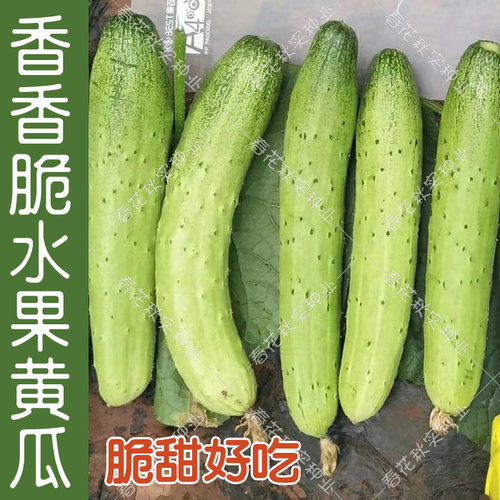香香脆水果黄瓜种子脆甜多汁大田
