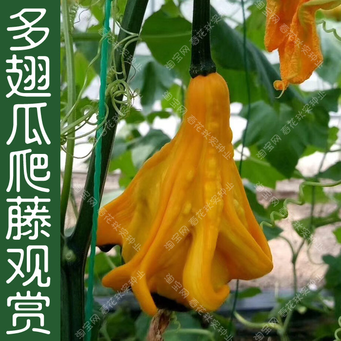 观赏多翅瓜种子 春夏四季播爬藤观光园瓜果长廊遮阴籽 把玩特色孑