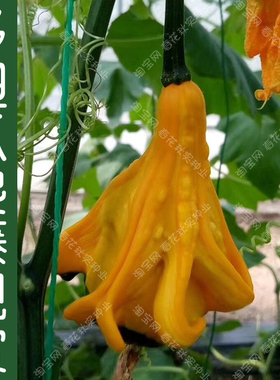 观赏多翅瓜种子 春夏四季播爬藤观光园瓜果长廊遮阴籽 把玩特色孑