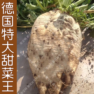 德国特大制糖甜菜王种子 含糖量高适应广 皮白色根圆锥形可饲用孑