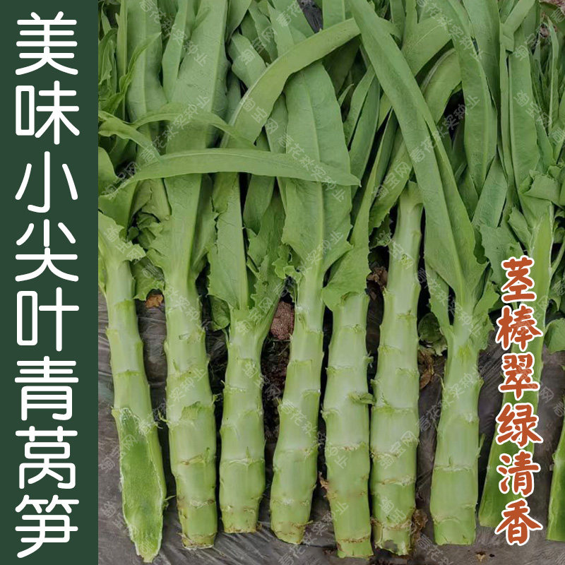 美味小尖叶青香莴笋种子 春秋季播蔬菜籽 翠绿清香高产耐热耐寒孑