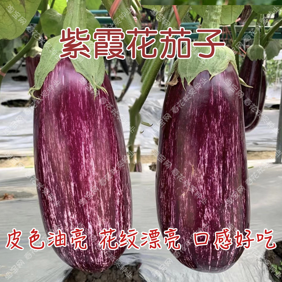 紫霞条纹花茄子种子 春夏秋四季播蔬菜籽 阳台盆栽观赏食用易种孑