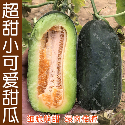 四季水果籽盆栽高产甜瓜种子