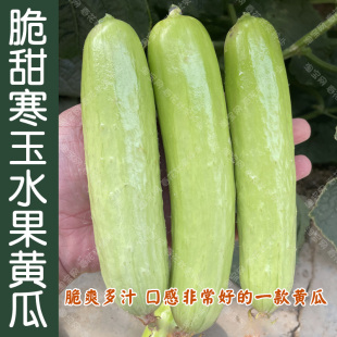 脆甜寒玉白水果黄瓜种子 春秋季播蔬菜籽 顺直高产阳台盆栽好吃孑