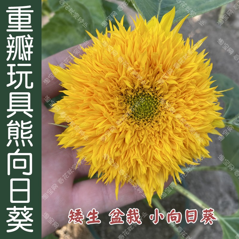 重瓣玩具熊观赏向日葵种子 春夏秋四季播花卉籽 阳台盆栽庭院易种