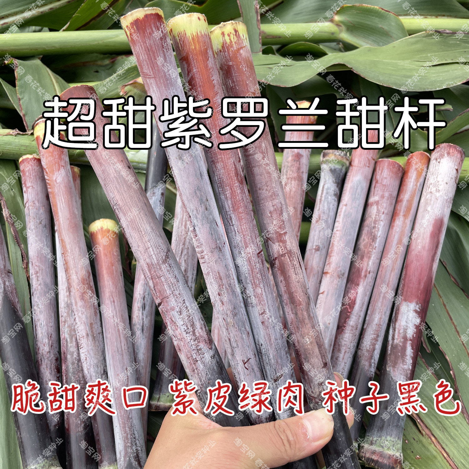 超甜紫罗兰甜杆种子 春夏季播水果蔬菜籽 黑籽紧穗脆甘蔗易种植孑