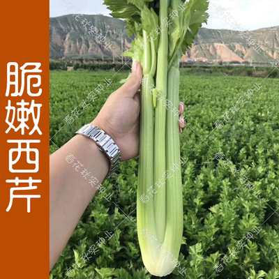 蔬菜西芹阳台盆栽高产实心种子