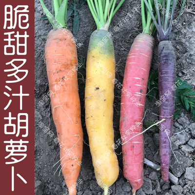 早熟春季水果蔬菜籽胡萝卜种子