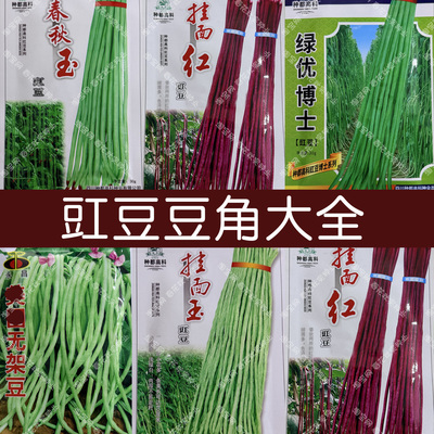 春秋豆角豇豆种子鲜嫩口感好