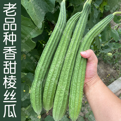 农家老品种棱丝瓜种子香甜蔬菜籽