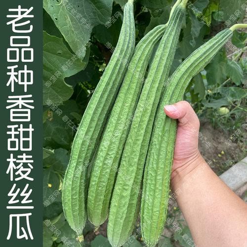 农家老品种棱丝瓜种子香甜蔬菜籽