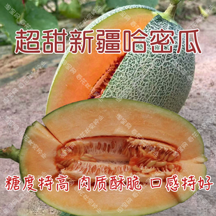 超甜酥脆哈密瓜种子 水果网纹甜瓜籽 春夏秋四季播阳台盆栽耐裂孑