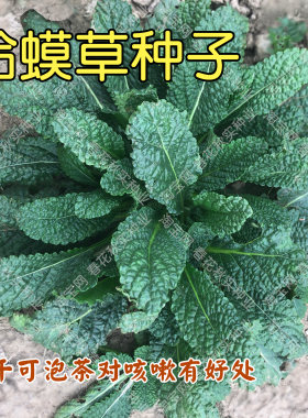 蛤蟆草种子蟾蜍草籽野菜