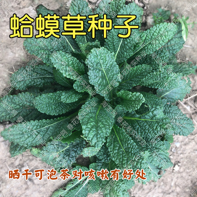 蛤蟆草种子蟾蜍草籽野菜