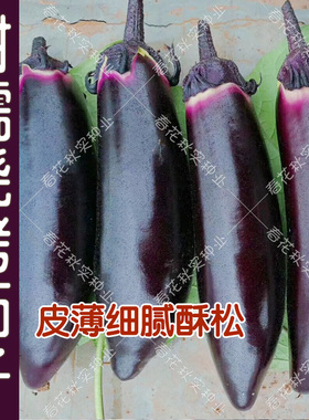 早熟甜糯烧烤茄子种子 皮薄紫黑色甜糯酥松孑 春夏秋四季播蔬菜籽