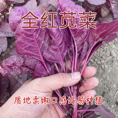 冬季阳台盆栽苋菜种子