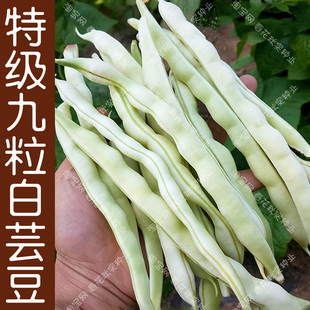 特级九粒白芸豆种子 春秋季播白不老豆角蔬菜籽 好吃嫩易种高产孑