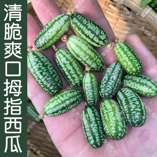 清脆爽口迷你拇指小西瓜种子 春夏秋四季播水果籽 盆栽阳台蔬菜孑