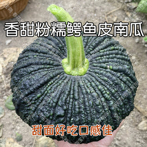 香甜粉糯鳄鱼南瓜种子好吃易种