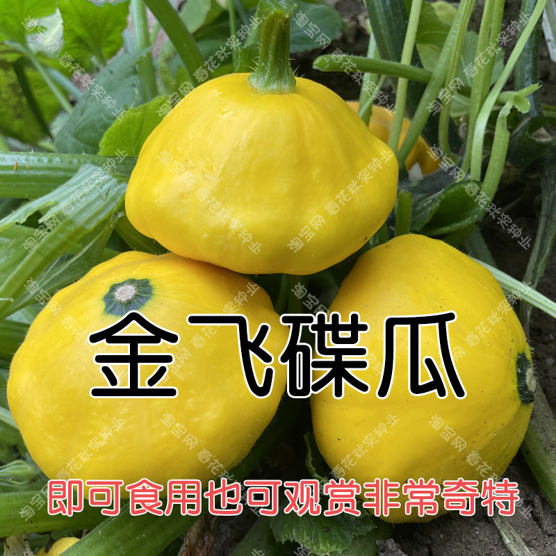 金飞碟瓜种子春夏秋四季播蔬菜籽 阳台盆栽菜园 特色白绿西葫芦孑