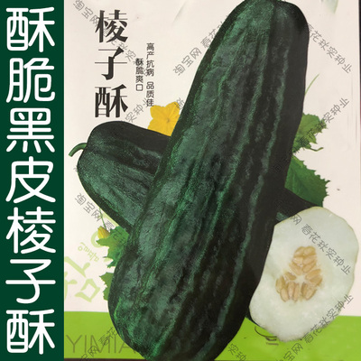 黑皮棱子酥酥脆菜瓜种子早熟易种
