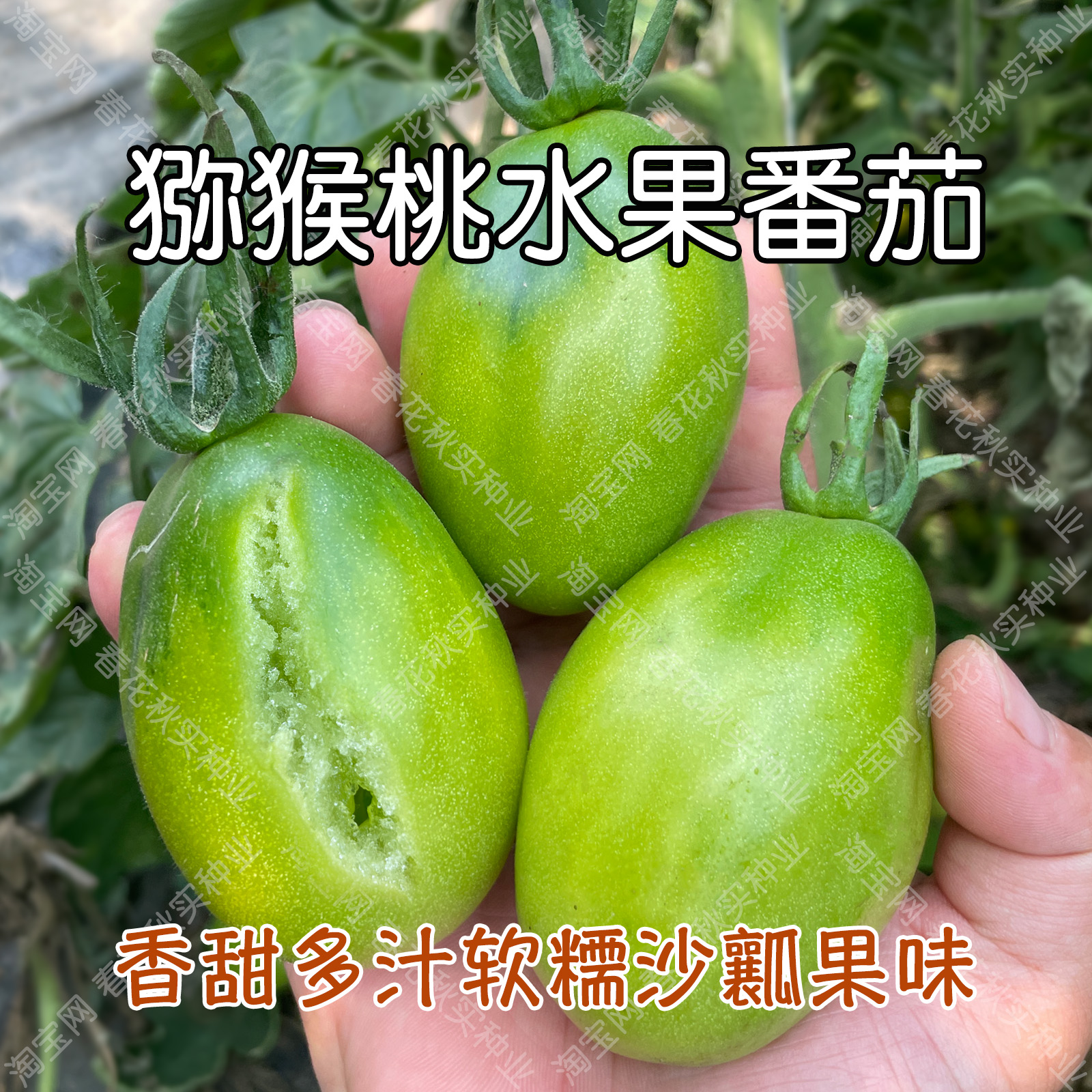 香甜沙瓤猕猴桃水果番茄种子 春秋四季播蔬菜籽 口感好吃易种植孑