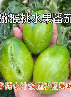 香甜沙瓤猕猴桃水果番茄种子菜籽