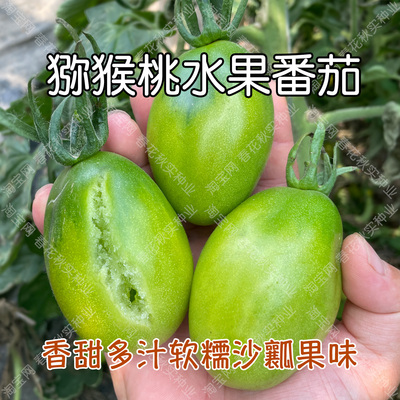 香甜沙瓤猕猴桃水果番茄种子菜籽