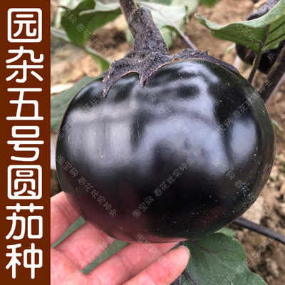 黑紫色春季肉质细嫩茄子蔬菜籽