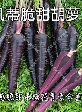 天紫紫黑色胡萝卜种子脆甜多汁孑