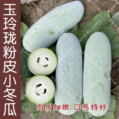 玉玲珑小冬瓜蔬菜种子好吃易种植