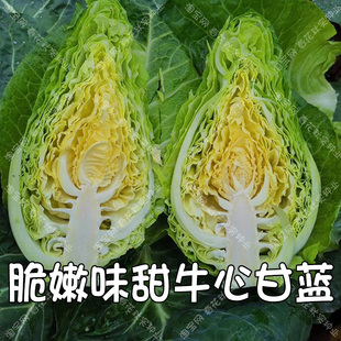 脆甜牛心甘蓝种子 春秋季播蔬菜籽 球色翠绿包卷心肉质脆嫩大田孑