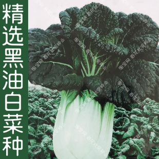播蔬菜籽 阳台盆栽易种耐寒口感好直立束腰 秋季 精选黑油白菜种子