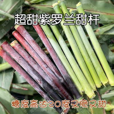 超甜紫罗兰甜杆种子脆甜多汁