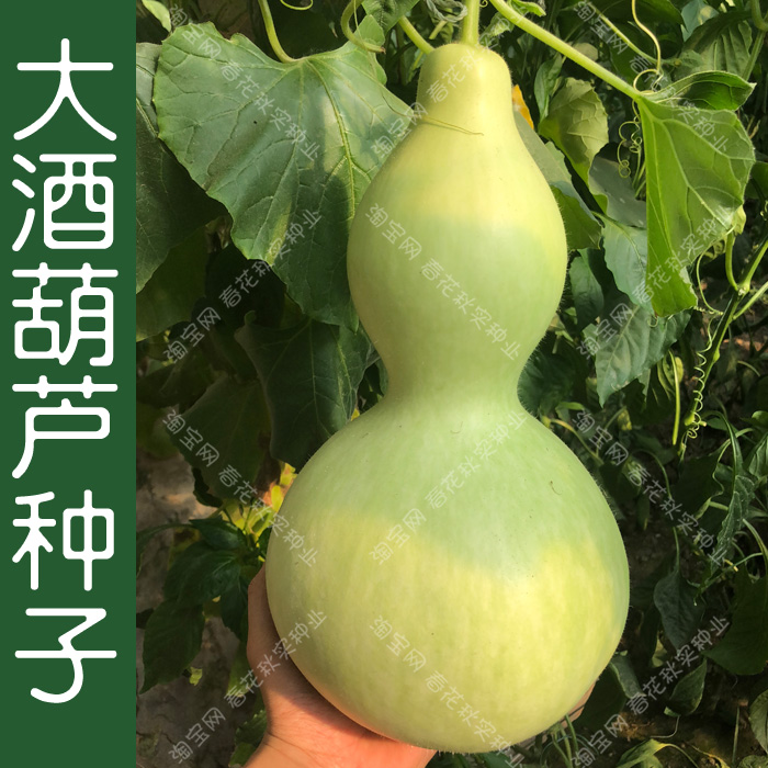 大酒葫芦观赏爬藤长廊遮阴种子