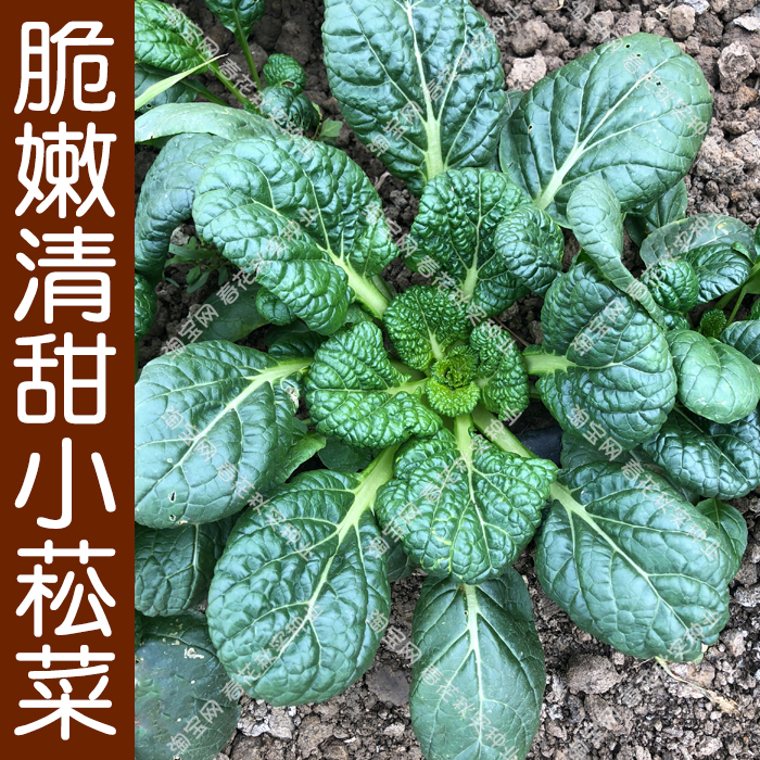 脆嫩香甜小菘菜种子 春夏秋四季播蔬菜籽 皱叶肉厚口感好小青菜孑 鲜花速递/花卉仿真/绿植园艺 家庭园艺种子 原图主图