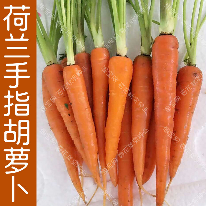 荷兰手指胡萝卜种子 春秋四季播蔬菜籽 儿童拇指迷你水果脆甜多汁