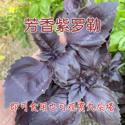 紫叶九层塔四季香草观赏罗勒种子