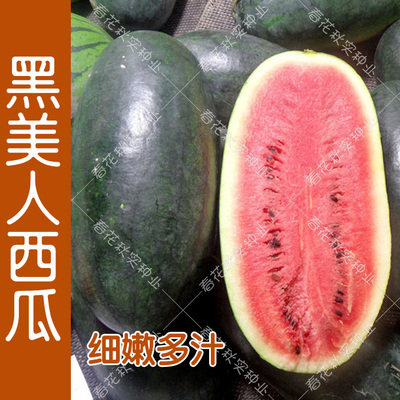 早熟黑美人西瓜种子口感好特甜