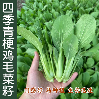青梗四季鲜嫩鸡毛菜种子