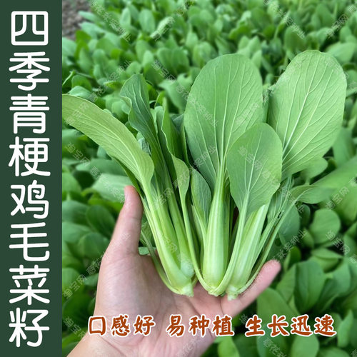 青梗四季鲜嫩鸡毛菜种子