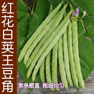 早熟红花白荚王豆角种子 春季秋季播蔬菜架豆籽 荚条顺直粗细均匀