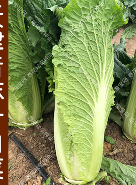 青麻叶大白菜种子 春季秋季蔬菜籽 盆栽阳台大田甜脆香冬储包心孑